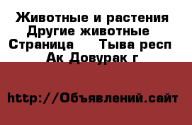 Животные и растения Другие животные - Страница 2 . Тыва респ.,Ак-Довурак г.